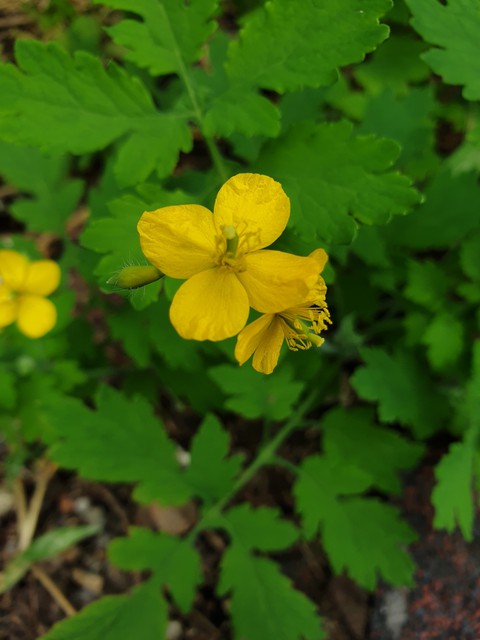 רקעים buttercup, leaf
