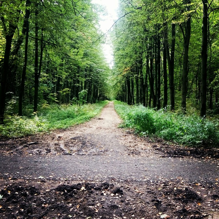 forest
