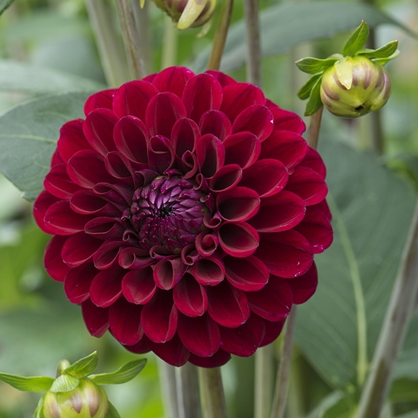 redflower