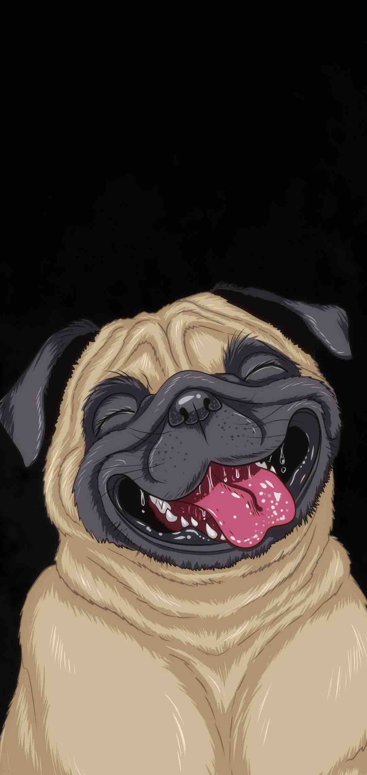pug