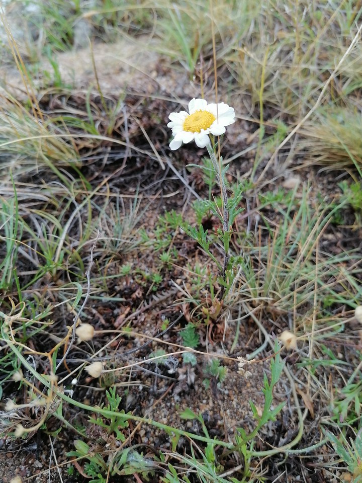 Wild camomile