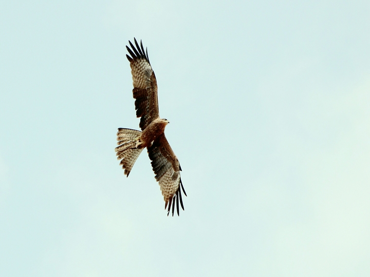 hawk