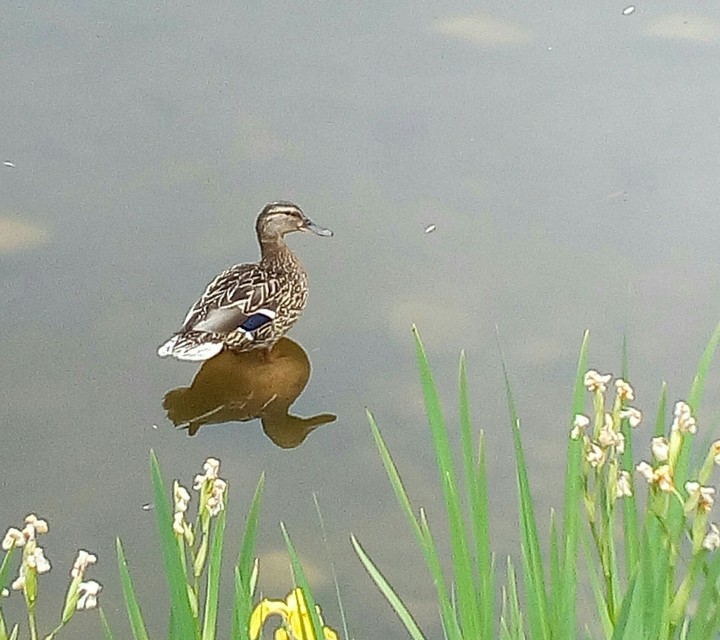 Natur