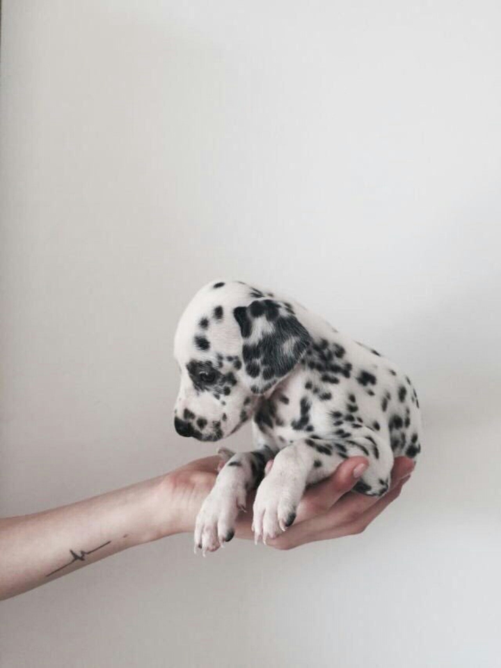 animals