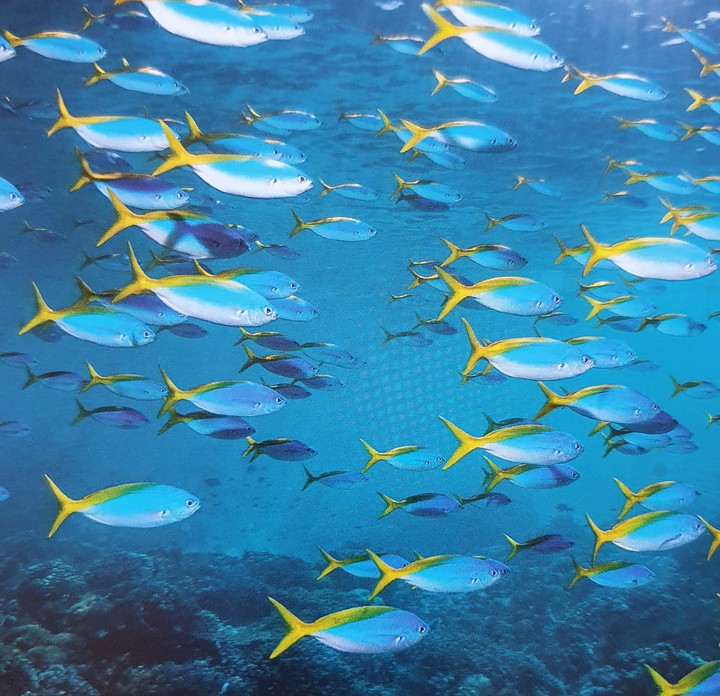 Fische