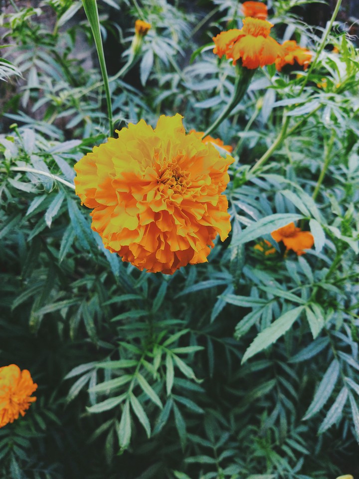 marigold