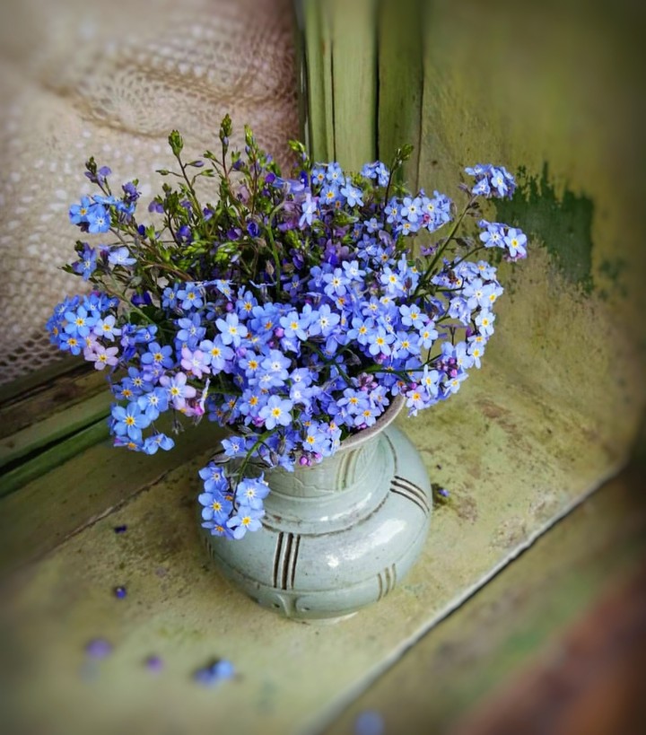 forget-me-not