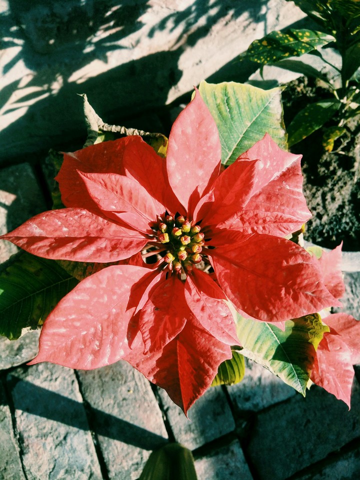 flower...##