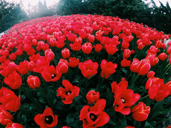 red