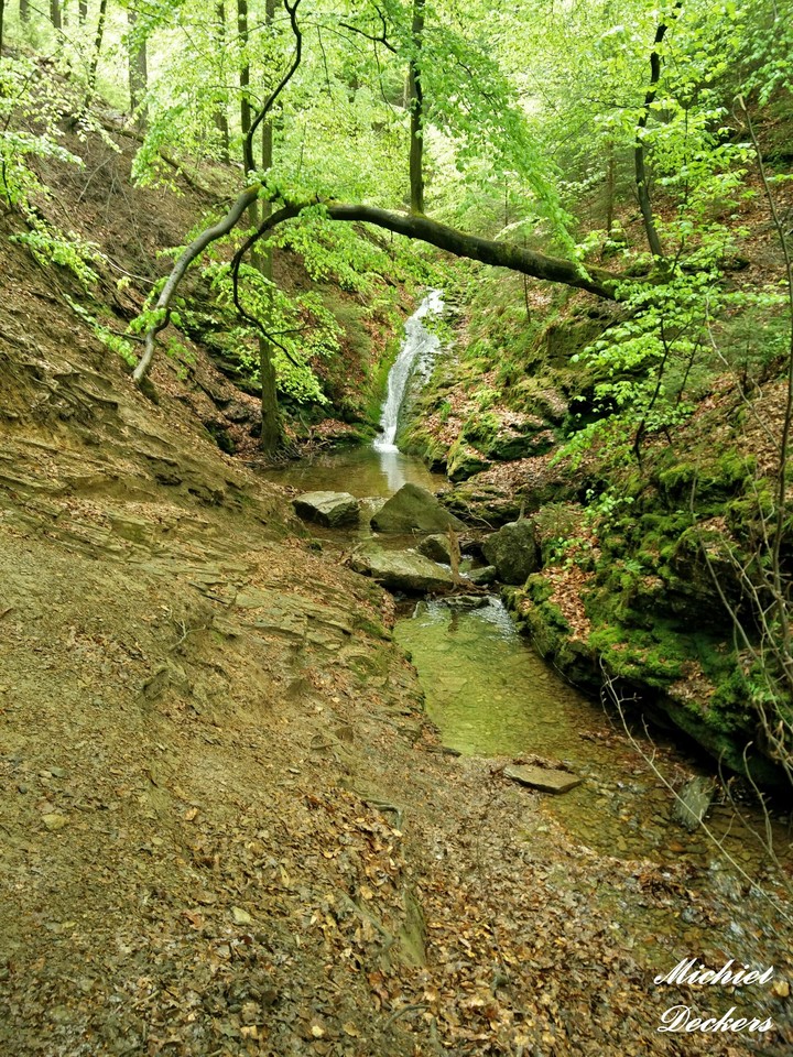 Little stream in the Ardennes