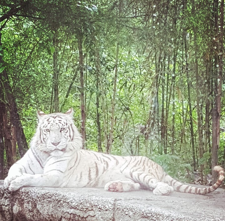White tiger 백호