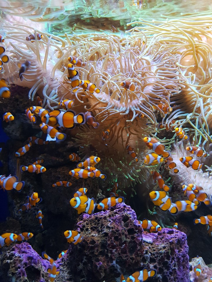 Fish