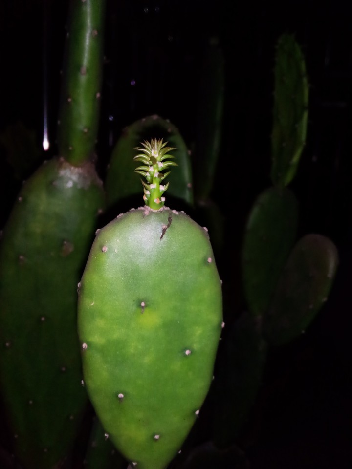 cactus