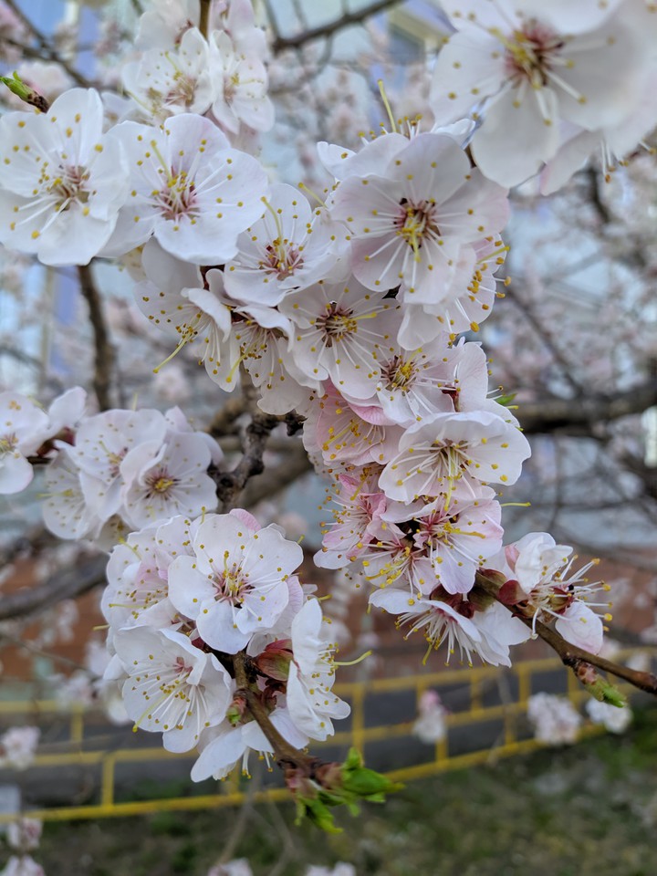 Cherry Blossom