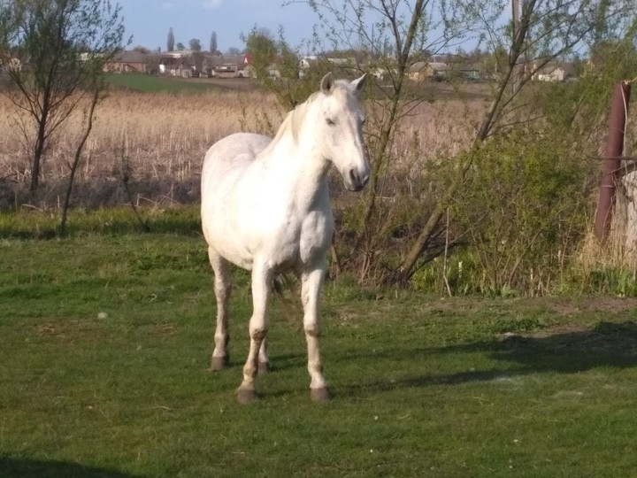 horse