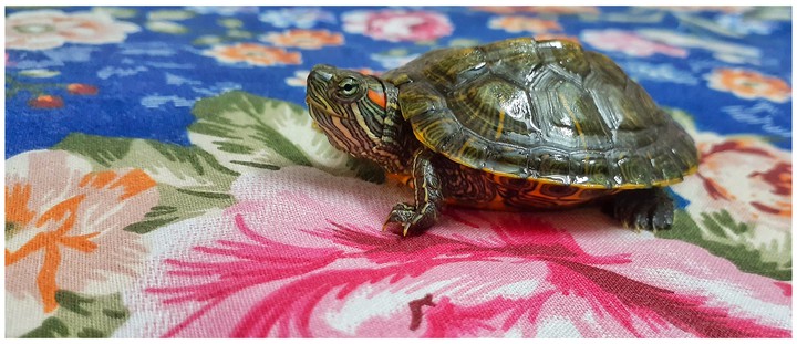 turtle
