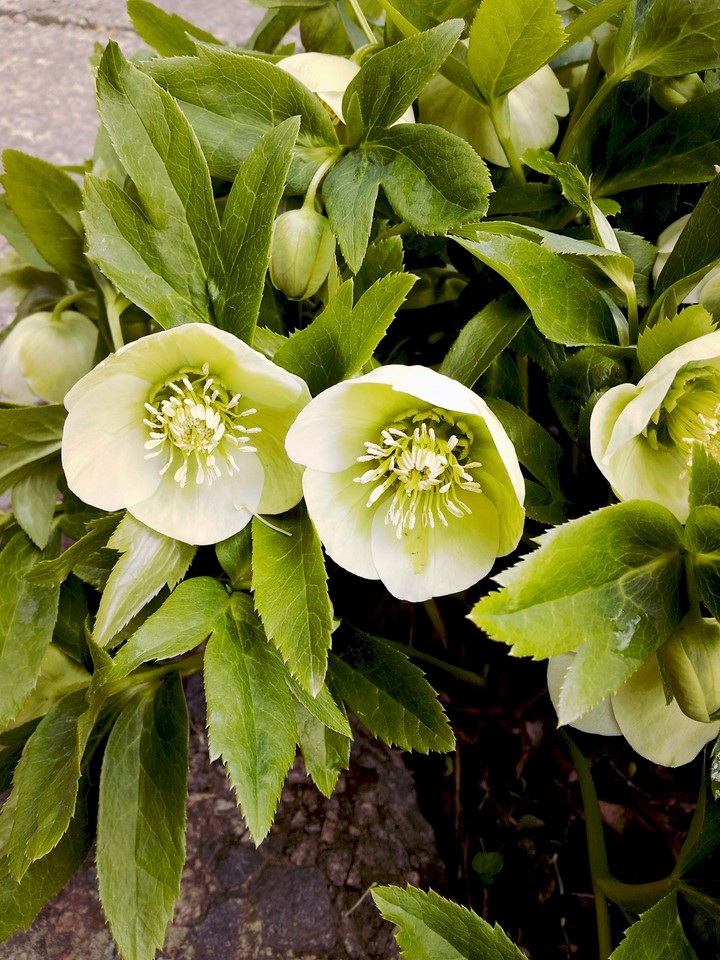 Helléborus