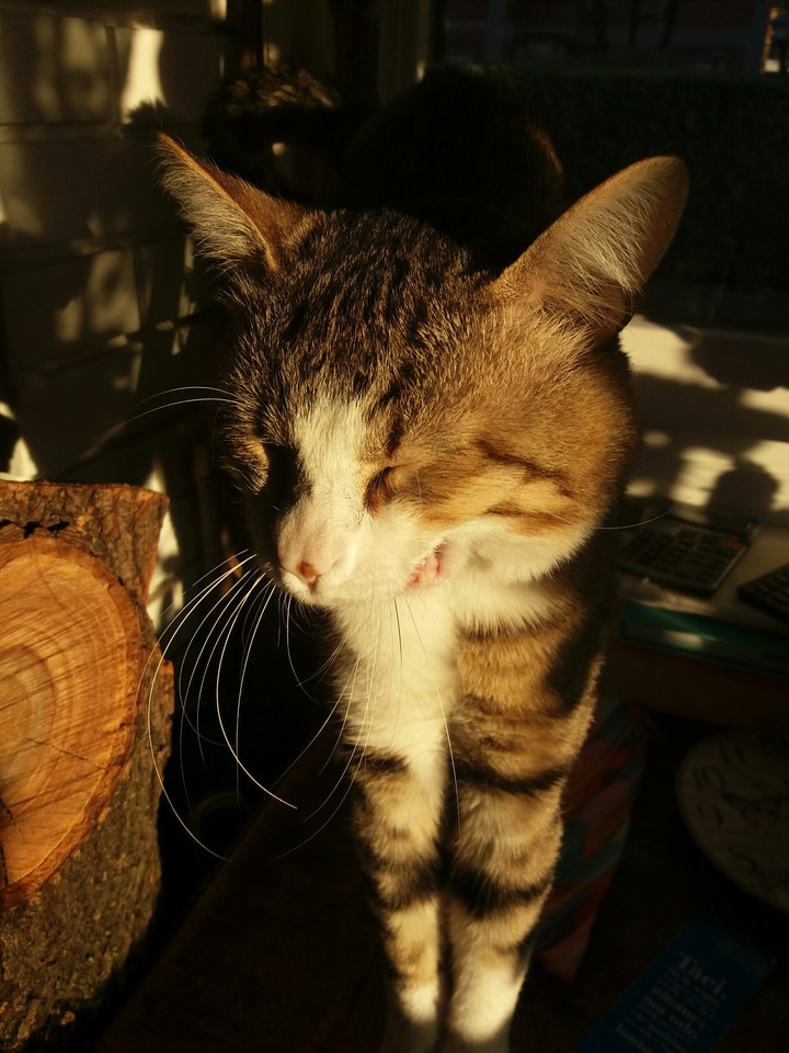 Cat