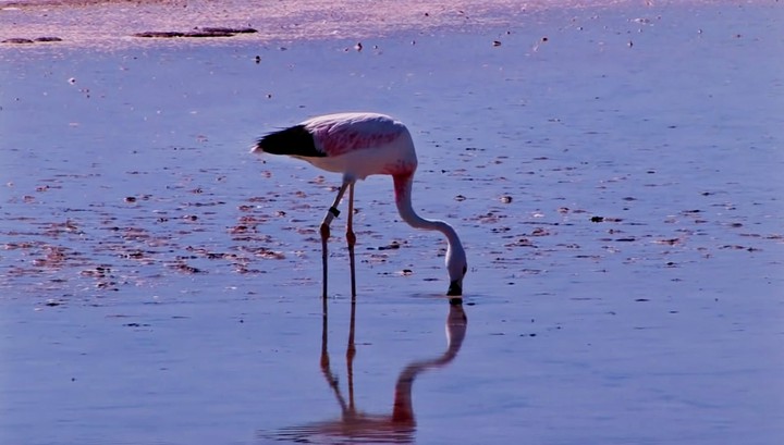 bird