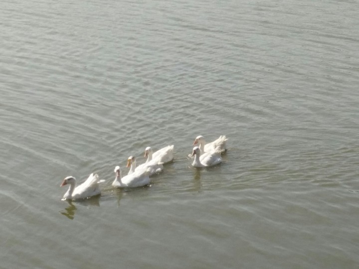 River Swans