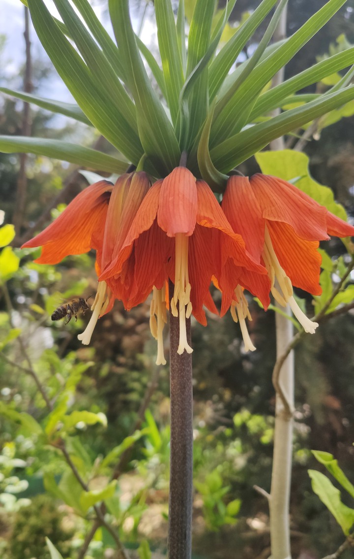 Flower and a Bee
