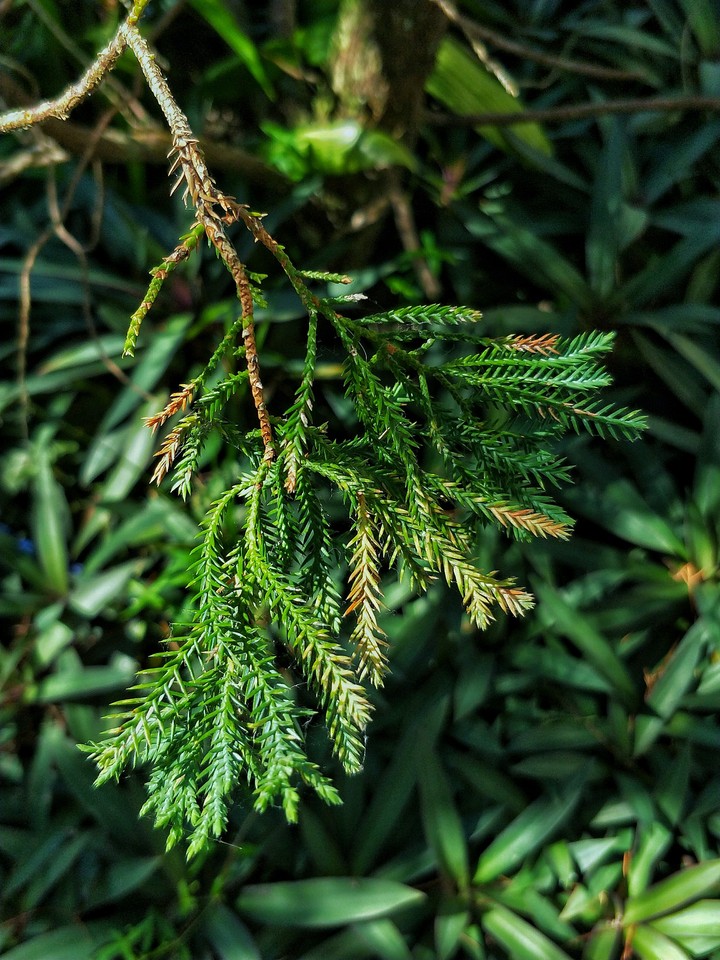 Small leaves