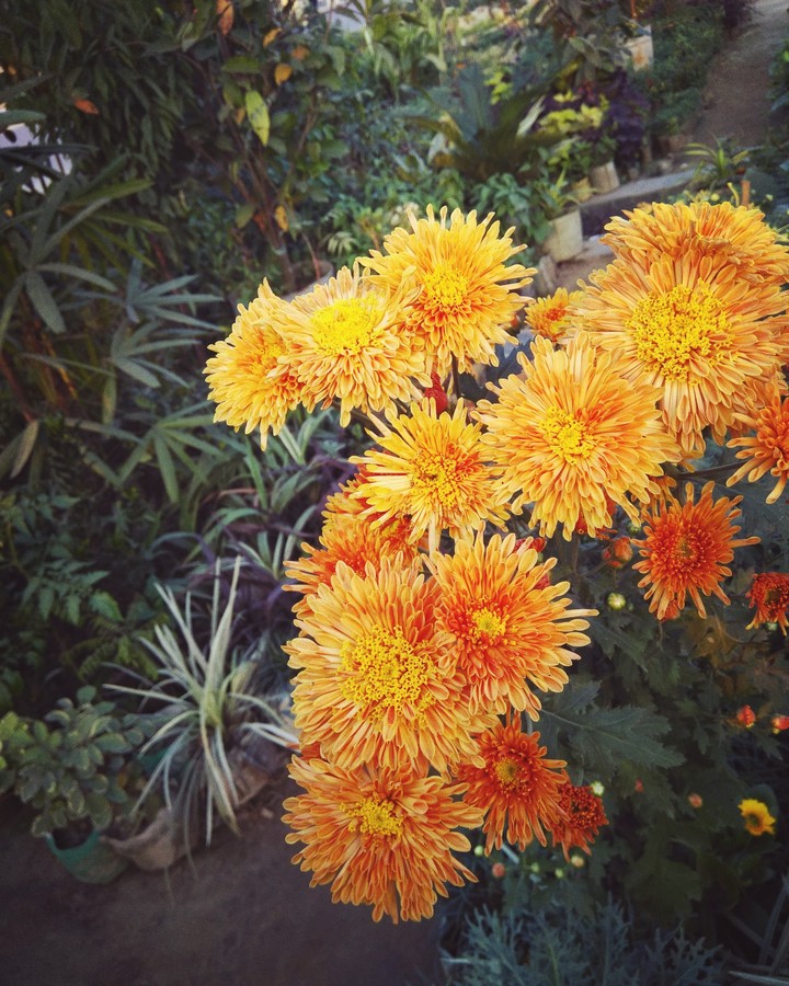 Orange Flowers