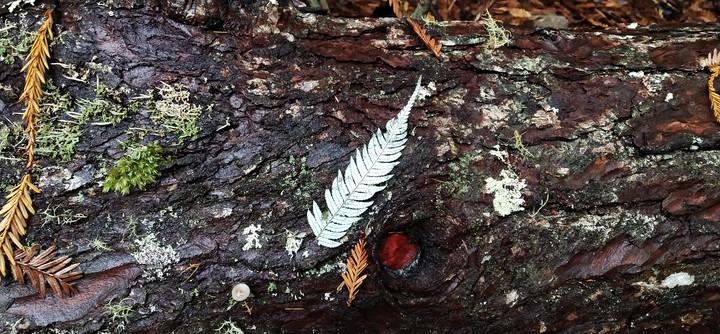 Silver Fern 2