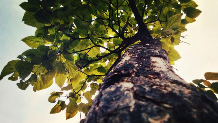 Tree in green