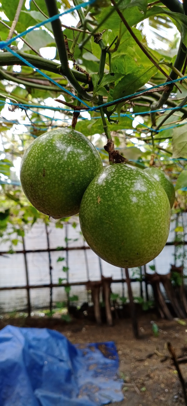 Passion fruit