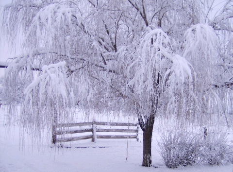 inverno