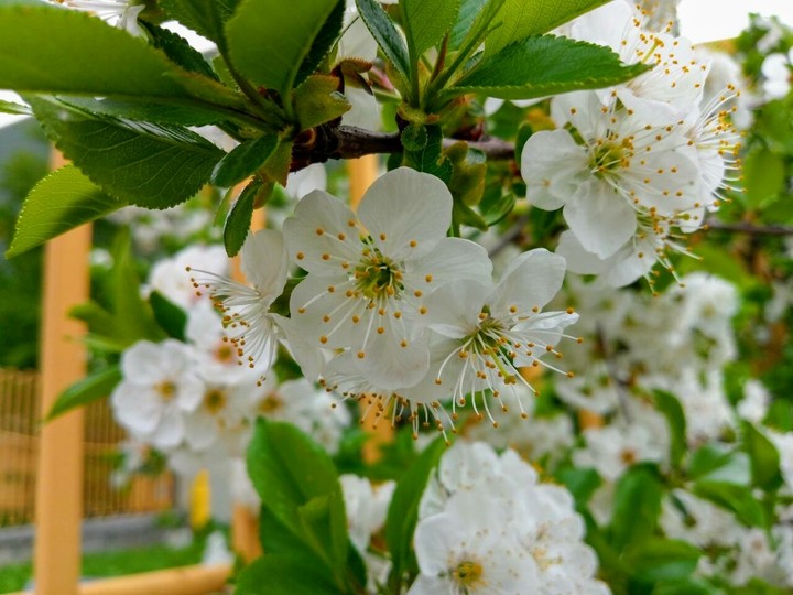 Spring