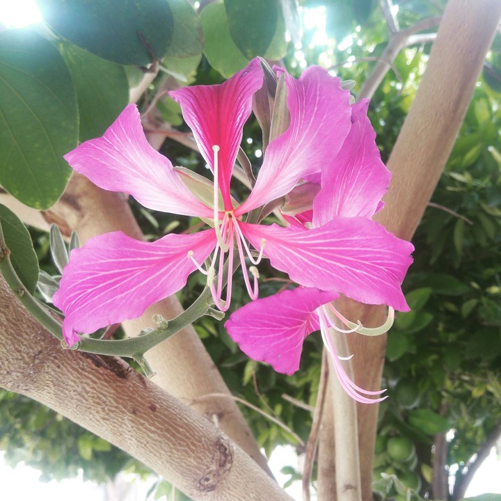 Flores Cítricas