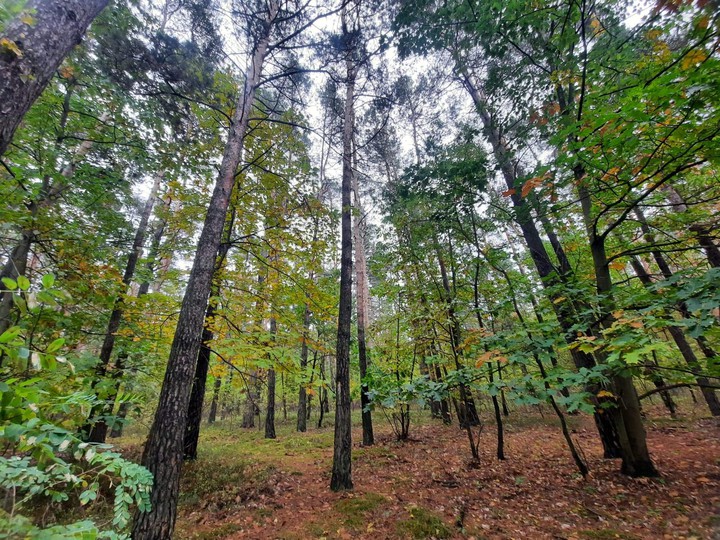 forest
