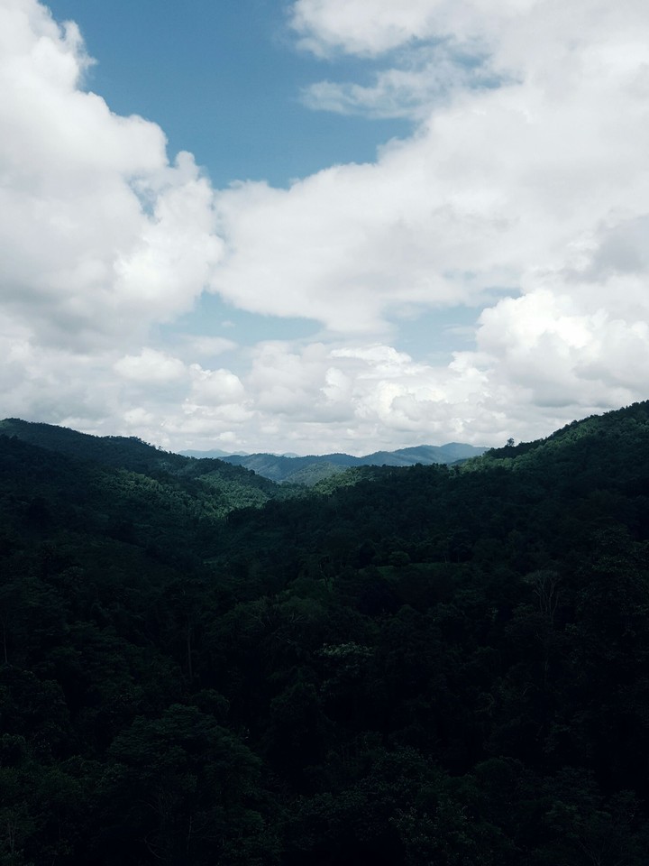 Peaceful Forest