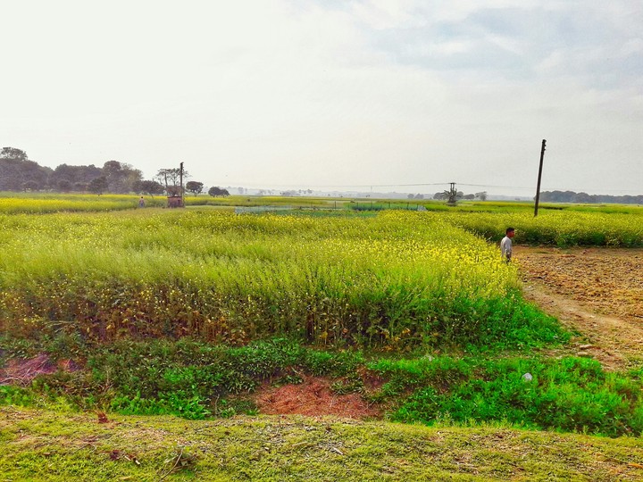 Mustard Plot