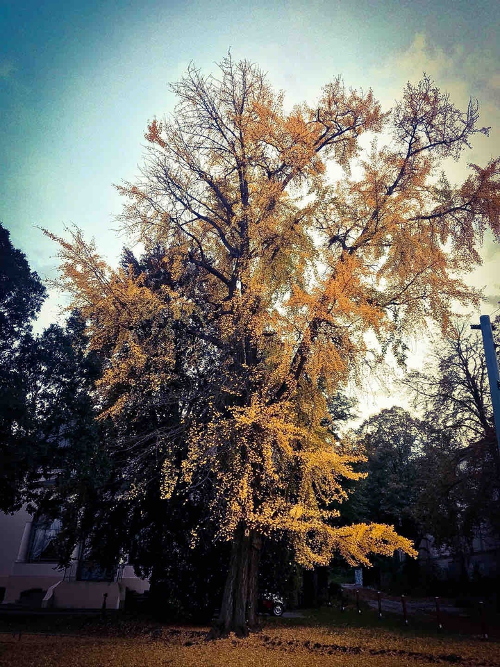Herbst