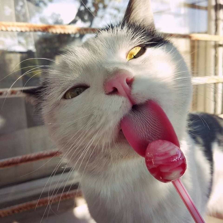 socute