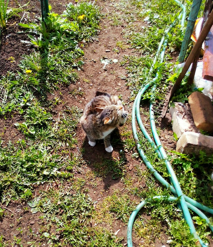 Cat