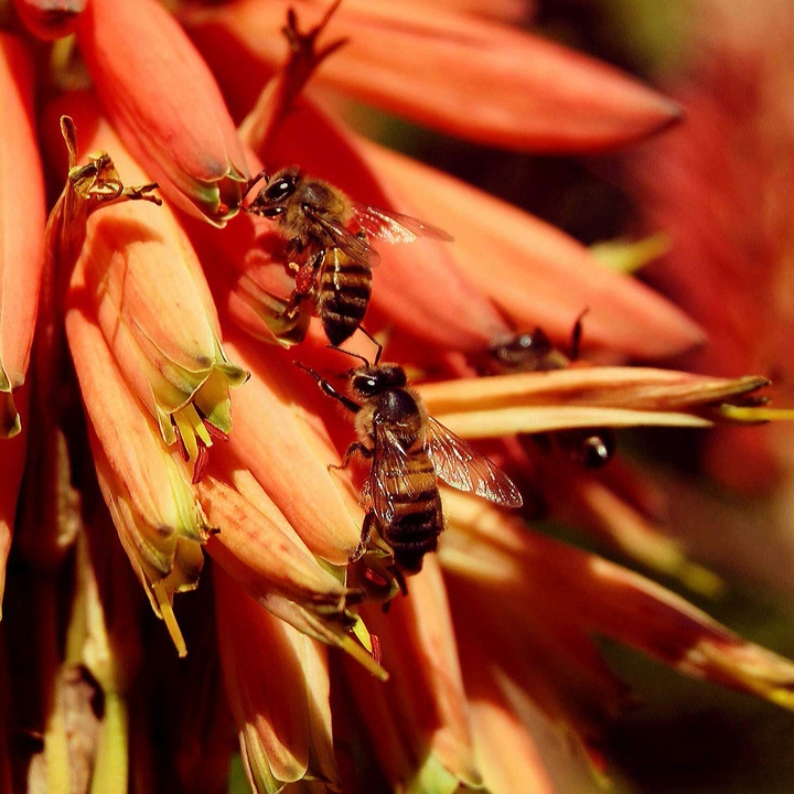 Bees