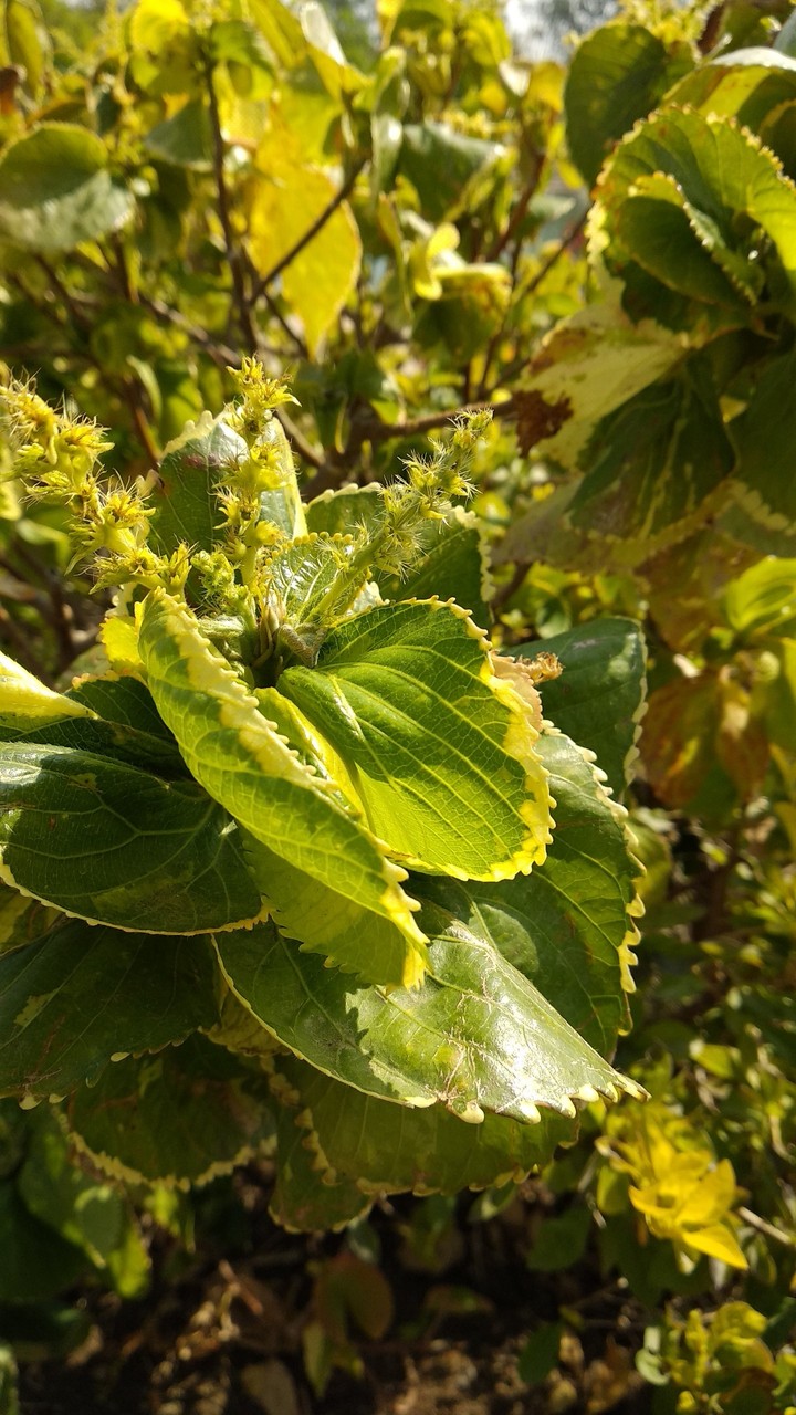 Leaves
