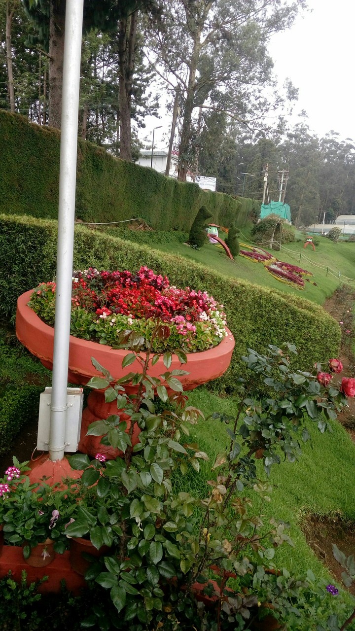 rose garden
