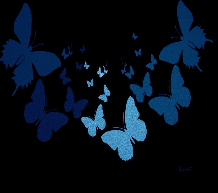 Butterflies ❤