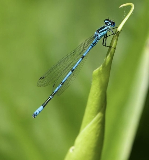 特写镜头, dragonfly壁纸