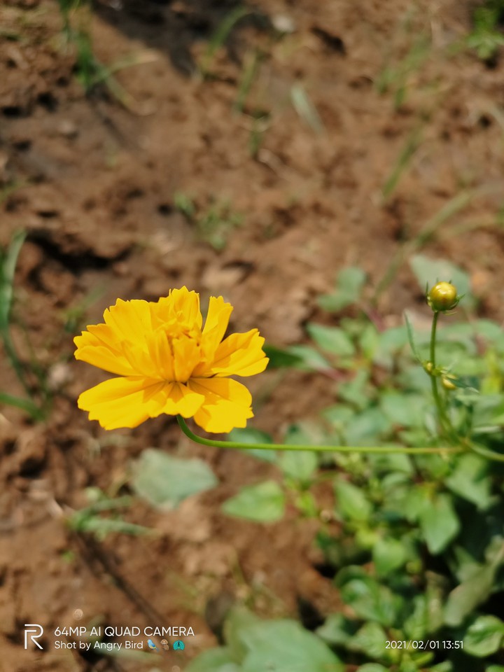 yellow