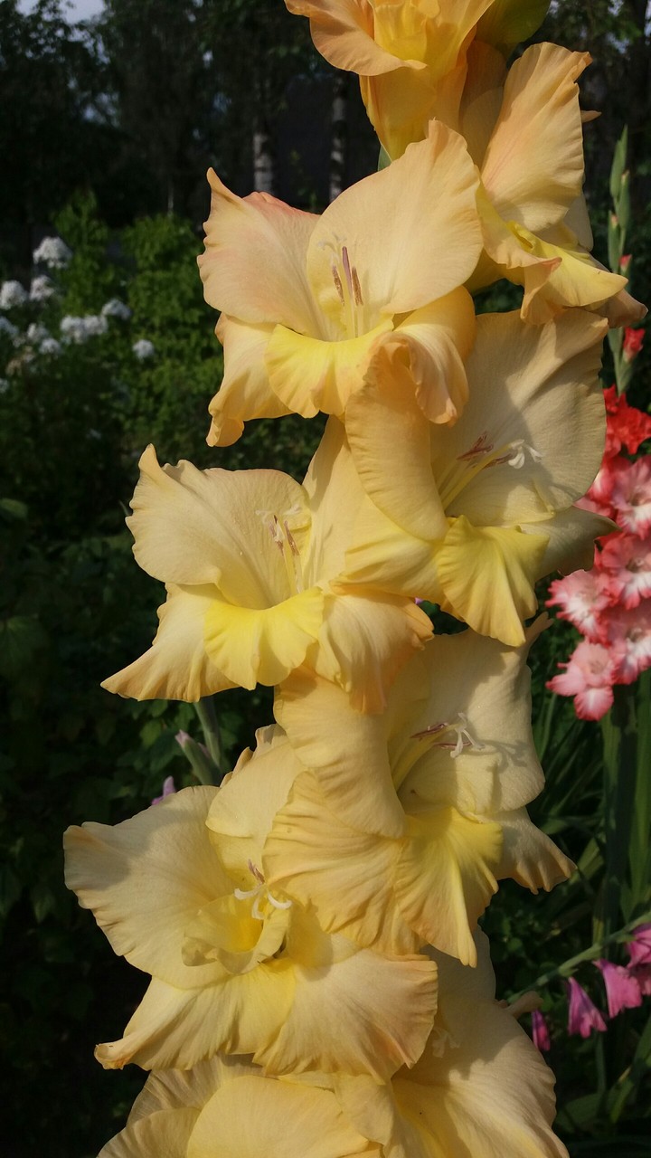 Gladiolus