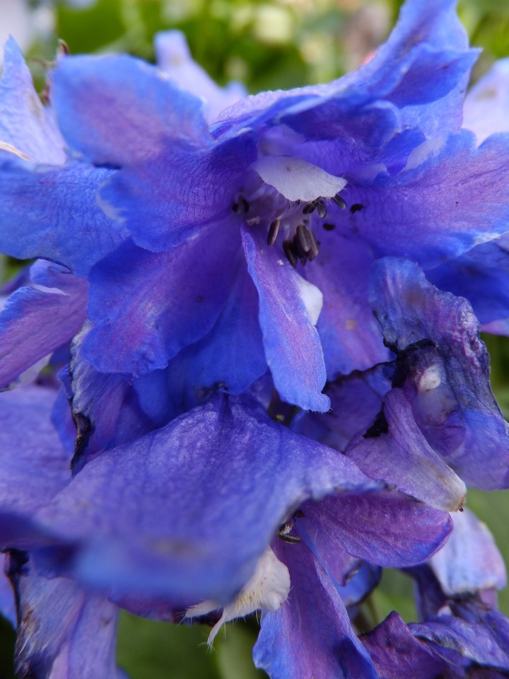 Purply