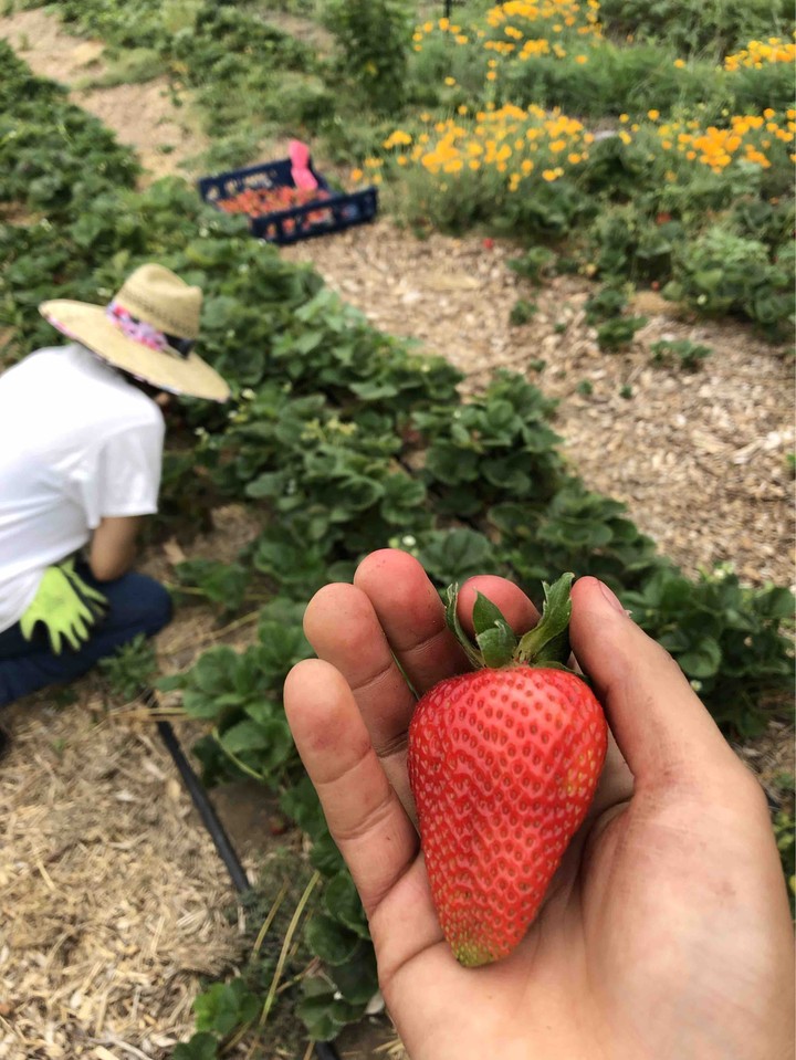 Picking strawberries