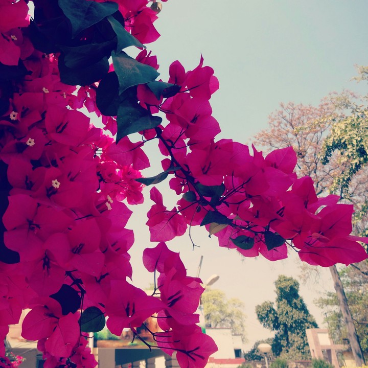 flower