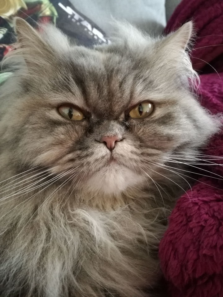 persiancat